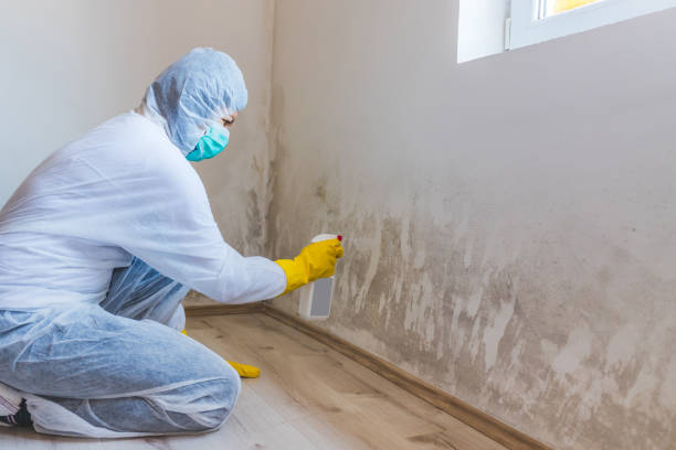 Licensed Basement Mold Removal service in Roosevelt, NJ - WQB Mold Removal