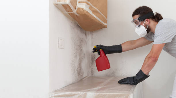 Professional Basement Mold Removal technician working in Roosevelt, NJ