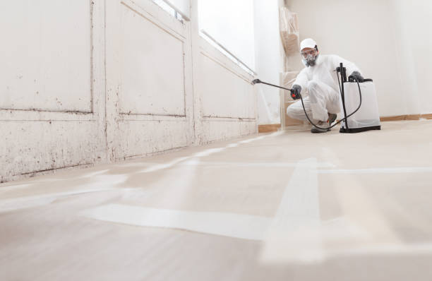 24/7 Emergency Basement Mold Removal experts in Roosevelt, NJ