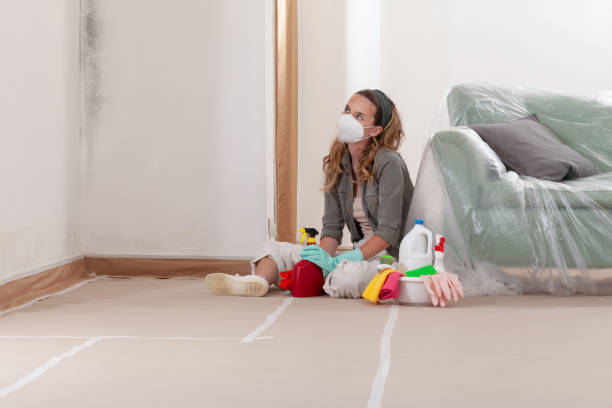 Reliable Basement Mold Removal contractor in Roosevelt, NJ by WQB Mold Removal