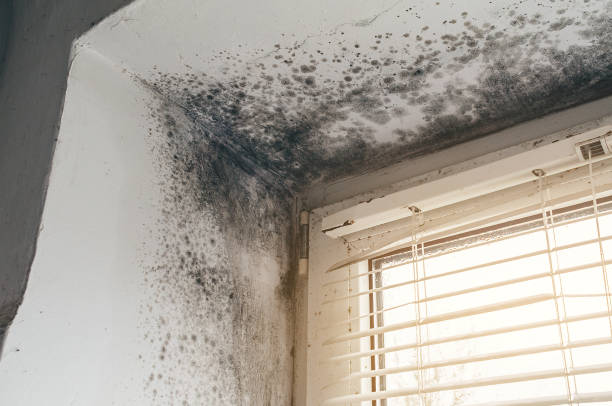 Affordable Basement Mold Removal solutions in Roosevelt, NJ
